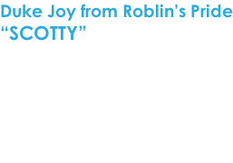 Duke Joy from Roblin’s Pride “SCOTTY”  Geboren op 31 juli 2012 Geslacht: reu Kleur: zwart/wit  CEA - TNS - CL Vrij via de ouders