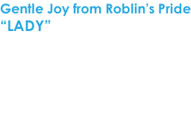 Gentle Joy from Roblin’s Pride “LADY”  Geboren op 31 juli 2012 Geslacht: teef Kleur: blue merle & tan  CEA - TNS - CL Vrij via de ouders